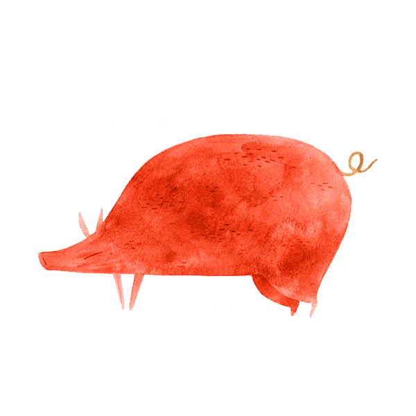 Cerdo perfil